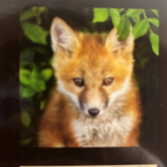 North America Wild Life 2025 12 Month Calendar NIP - Picture 7 of 16